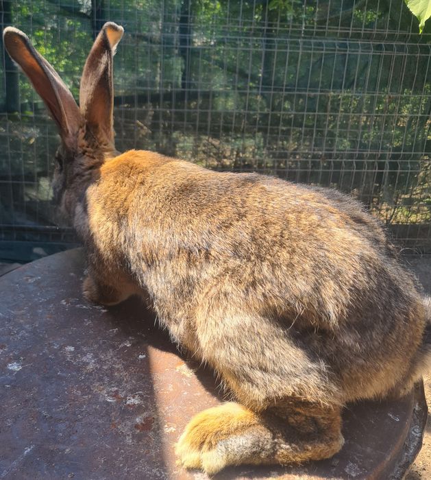 Vind doua femele urias german