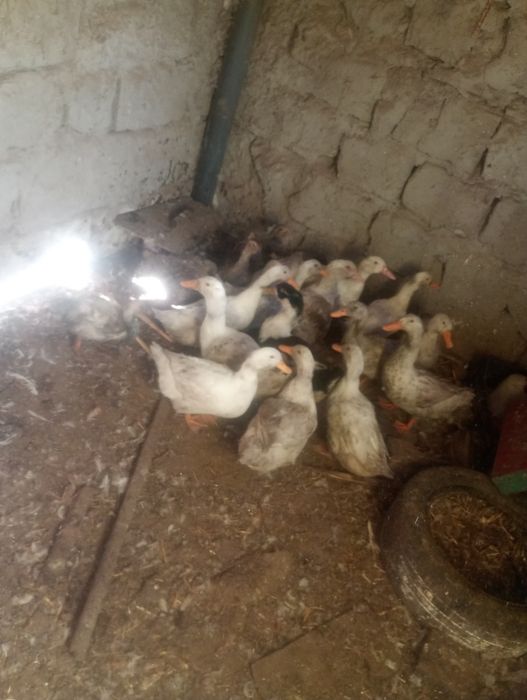 Vând rațe pekin de ouă