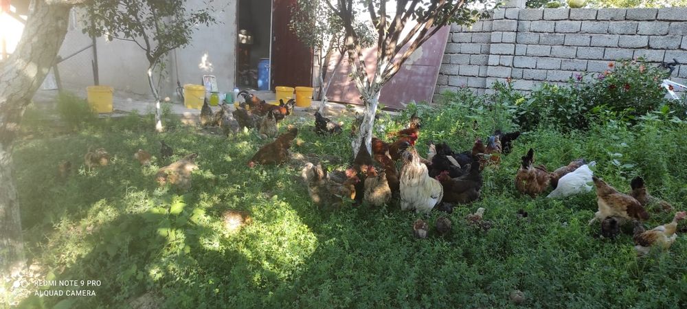 Шөжелер сатылады!