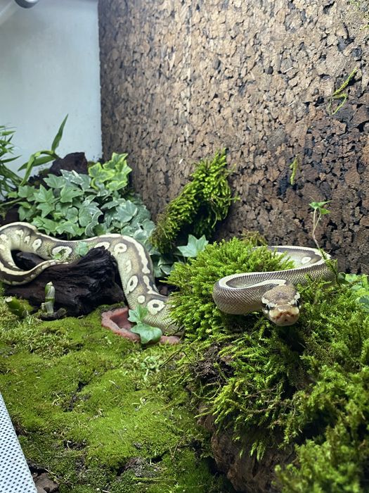 Sarpe piton regal femela