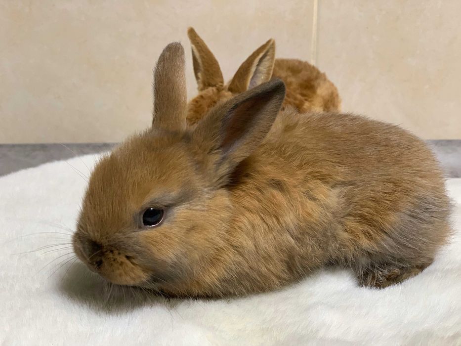 Кролики декоративные
