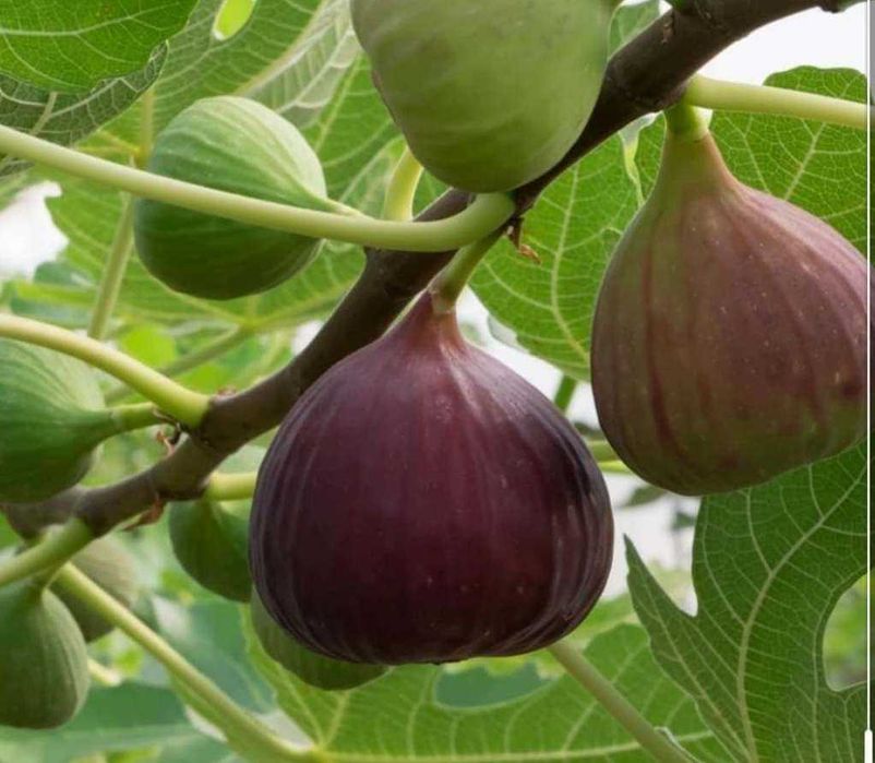 Йирик анжир кучатлари.Крупные саженцы инжира.