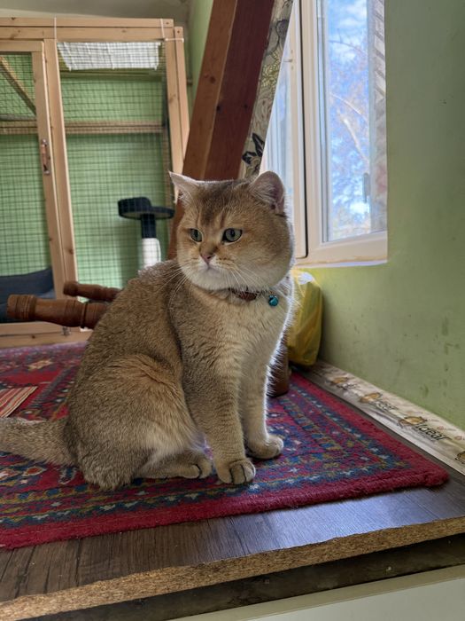 Золотая шиншилла кот на вязку