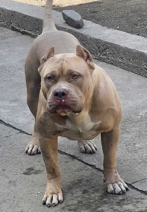 Американско були Хл American bully Xl