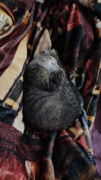 Отдаем котёнка в хорошие руки!