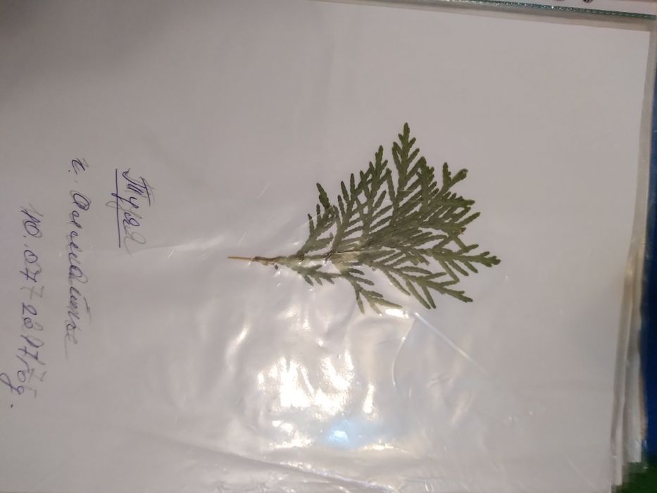 Гербарий разного вида