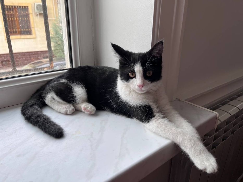 Котенок 5 месяцев