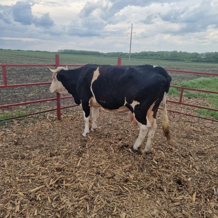 Vaca de abator de vanzare