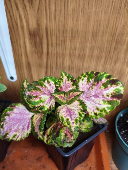 Колеусы в ассортименте