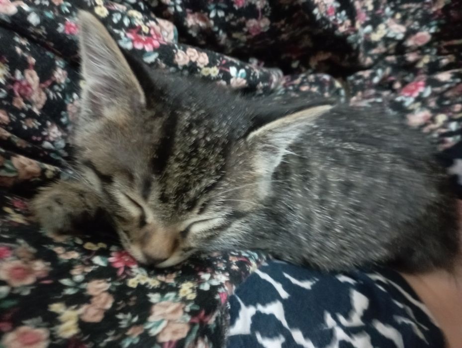 Котята, бала пышыклар, бесплатно