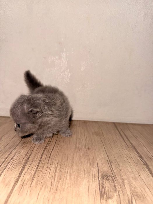 Скоттиш фолд кошка