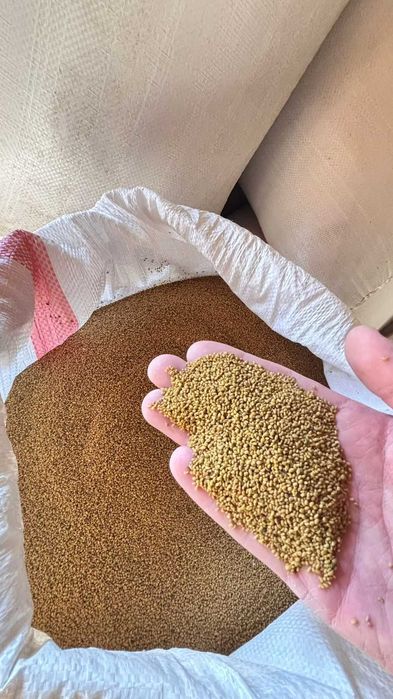 Жоңыршқа ұрық, Семена клевера