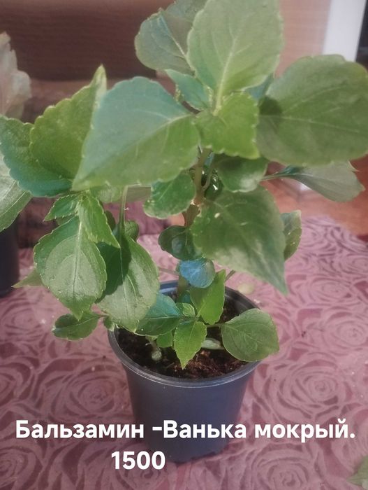 Продам комнатные растения
