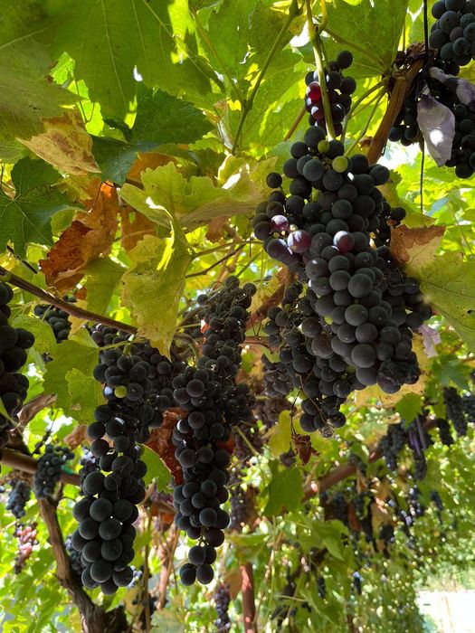 Struguri de vânzare Roșioara și negritură