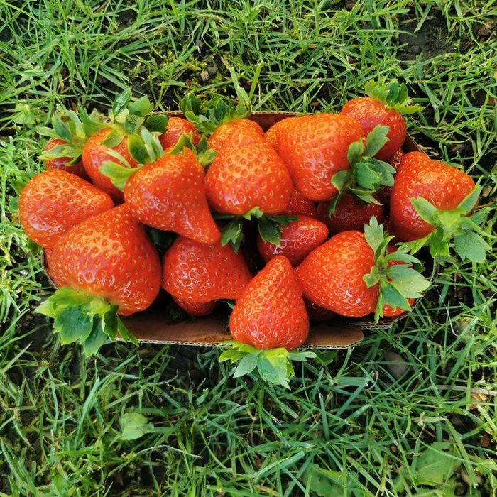 Продажа рассады клубники