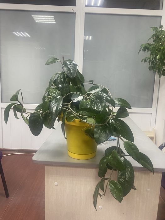 Комнатное растение Хойя