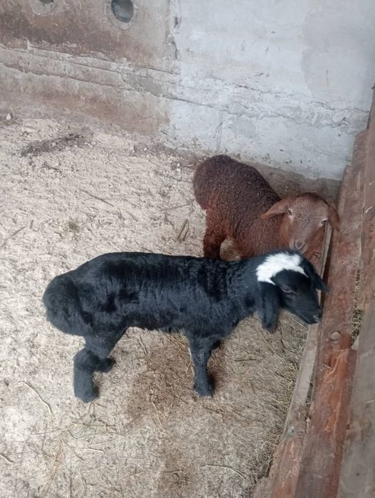 Ку́чкорлар сотилади