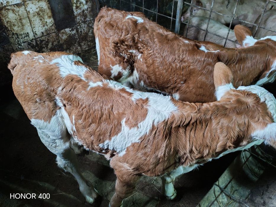 Vand 2 vitele de 5 zile