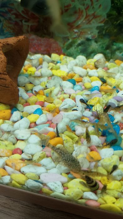 Охлюви Хелена и бебета сом анциструс