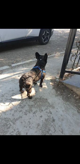 Французский бульдог ищет подругу