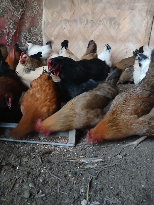 Породистые курыы