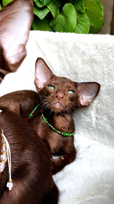 ORIENTAL kittens - ШОКОЛАД,  Коричневые