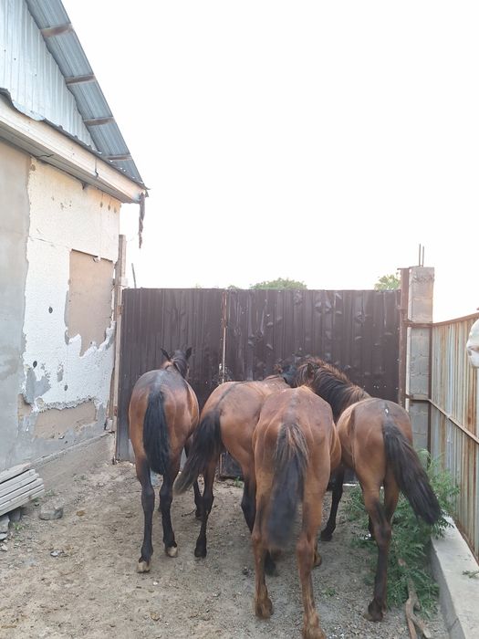 Жылкы құлындар 4 еу сатылады