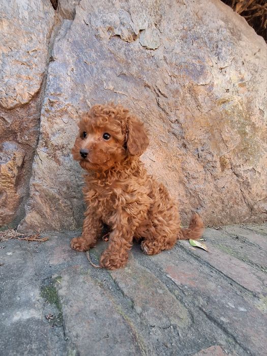 Pudel/Poodle miniature