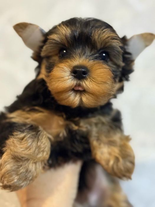 Йоркширский терьер мальчик