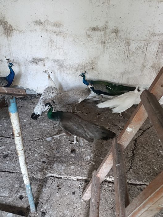 Vând păuni comuni