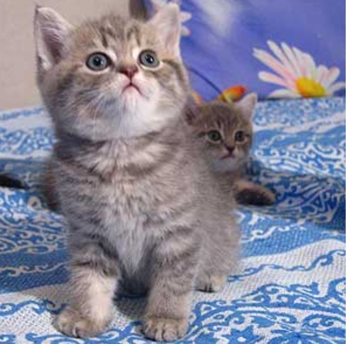Британские мальчики и девлчки, 1.5 мес