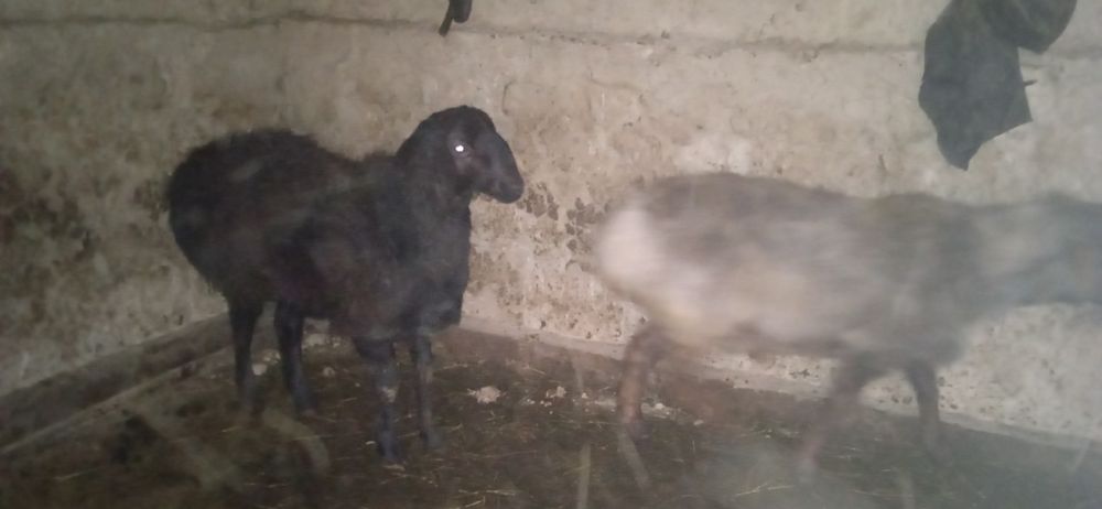 Продам Қошқар кошкар