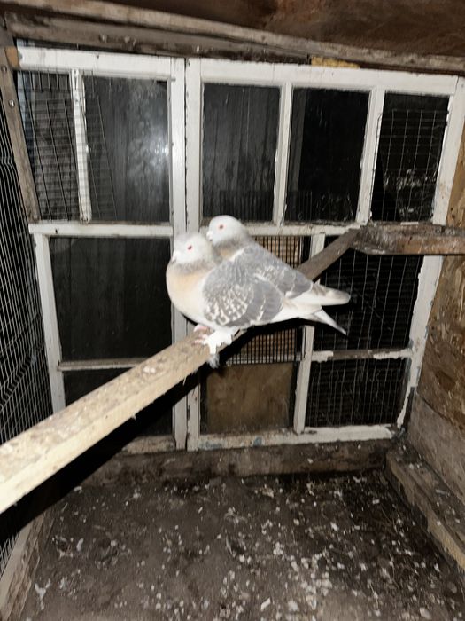 Продам срочно молодые