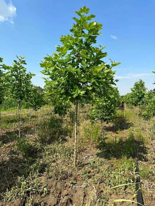 Plante Foioase Rezistente | Carpen, Arțar, Tei | Plată Ramburs