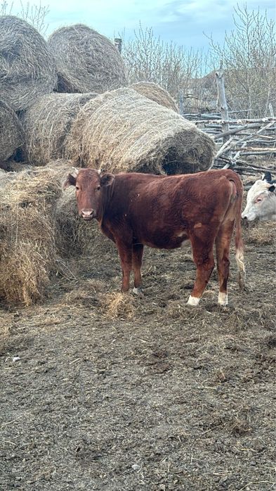 Продам молодяк !!