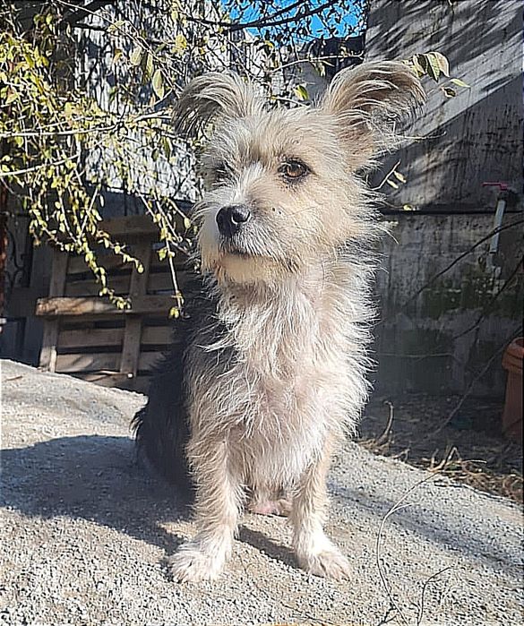 Пропала маленькая собачка.