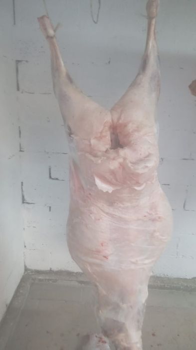 Тоқты, қой сатамыз, байланған