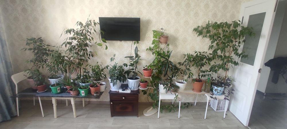 Продаются комнатные цветы