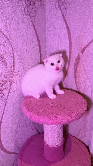 Чистокровные британские короткошерстные котята