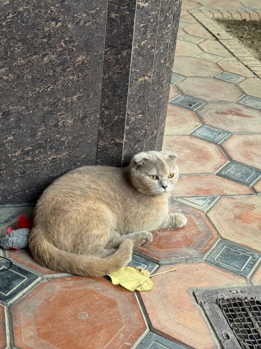 Скотиш Фолд Вислоухая