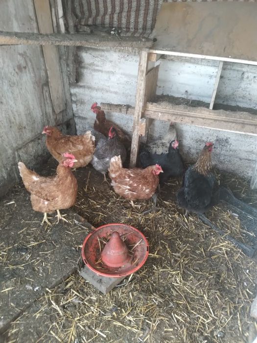 Ломан браун куры