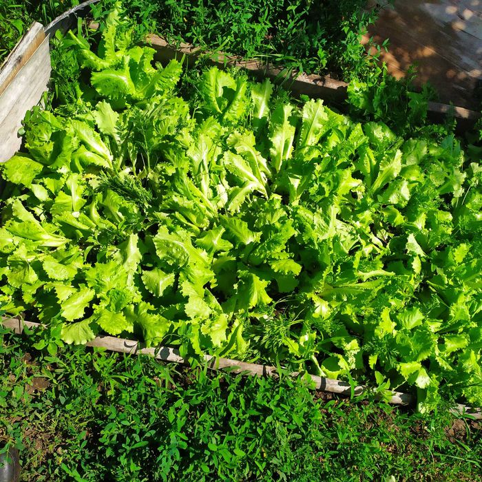 Продам дачный участок