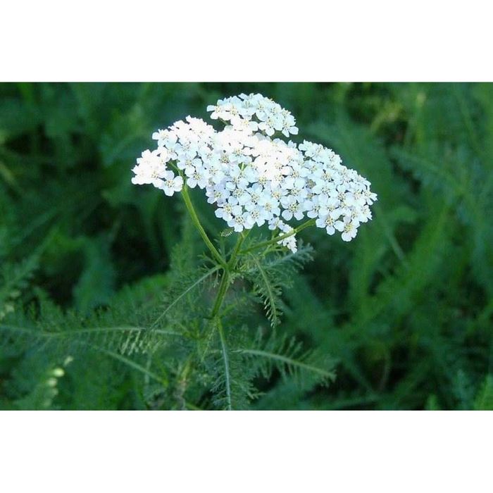 Plante medicinale : Flori de paducel , coada soricelului, muguri de brad , coada calului, frunze de mesteacan,