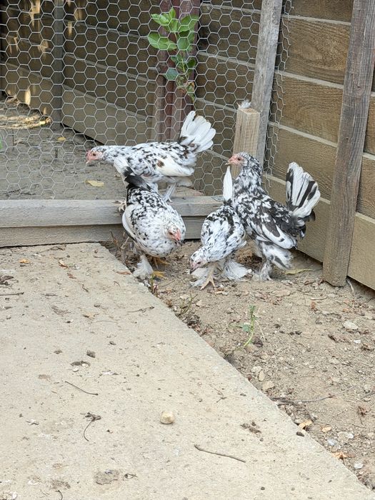 Găini și cocoși pitici