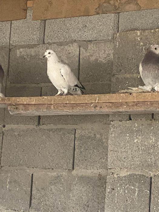 Сочи и  сизи самец  бакиниц