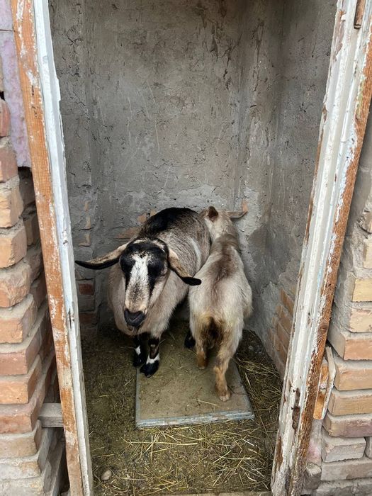 Sogin echki sotiladi zotdor