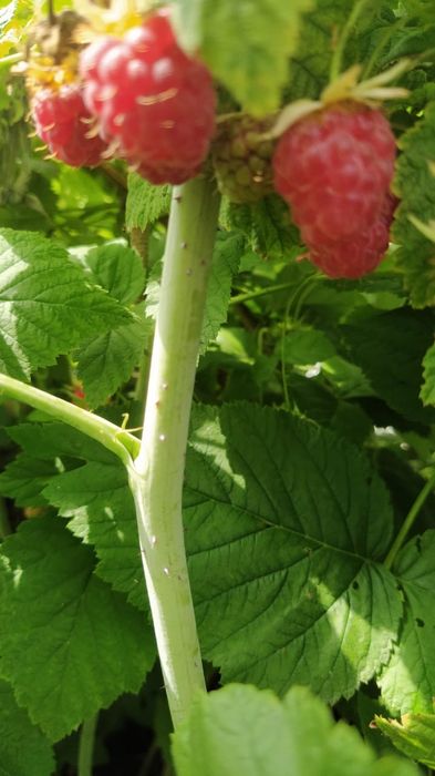 Дача на федоровке