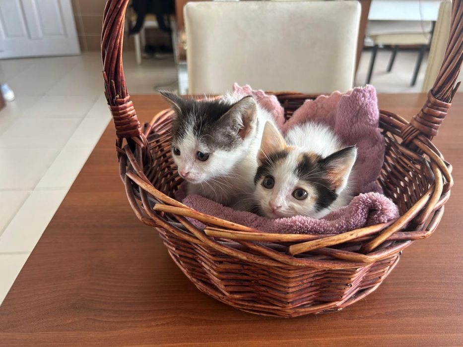 Котенки в хорошие руки