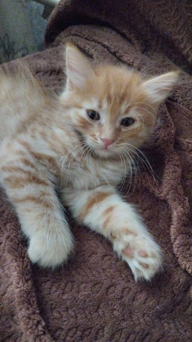 Мы ищем дом для котят
