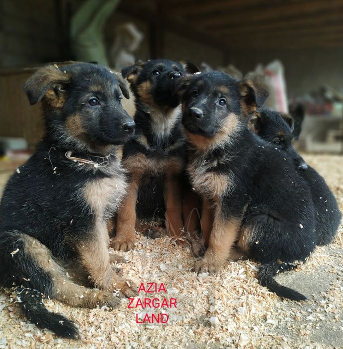 Немецкие овчарки ( стандарт)